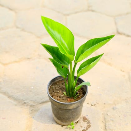 Buy Bird of Paradise (Rare Variegated White) in 6 Inch Nursery Pot Online | Urvann.com