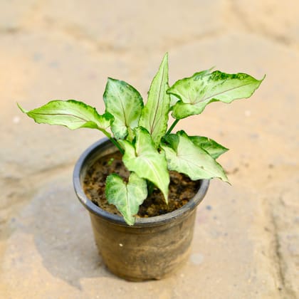 Buy Syngonium Green White in 4 Inch Nursery Pot Online | Urvann.com