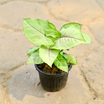 Buy Syngonium White in 4 Inch Nursery Pot Online | Urvann.com