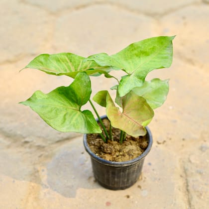 Buy Syngonium Green Brown in 4 Inch Nursery Pot Online | Urvann.com