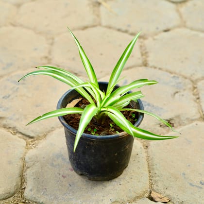 Buy Spider Vareigated in 6 Inch Nursery Pot Online | Urvann.com