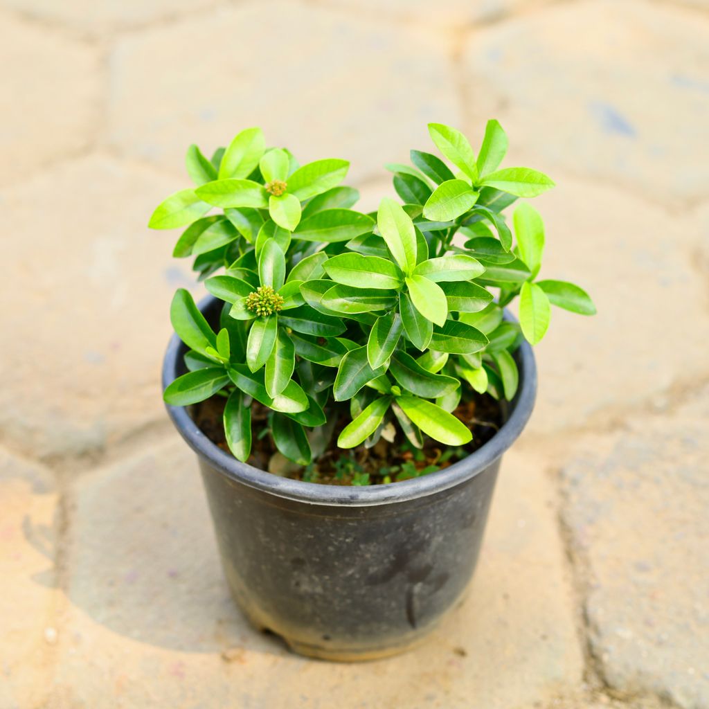 Ixora Mini in 6 Inch Nursery Pot