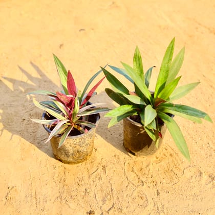 Buy Set of 2 - Rhoeo Green & Moses in the Cradle in 6 Inch Nursery Pot Online | Urvann.com