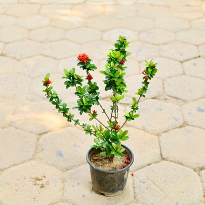 Buy Chinese Ixora Red in 6 Inch Nursery Pot Online | Urvann.com