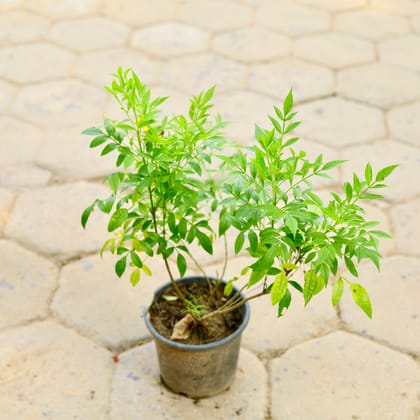 Buy Tecoma (any colour) in 6 Inch Nursery Pot Online | Urvann.com