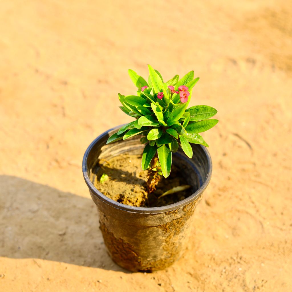 Euphorbia Mili Dwarf (any colour) in 6 Inch Nursery Pot