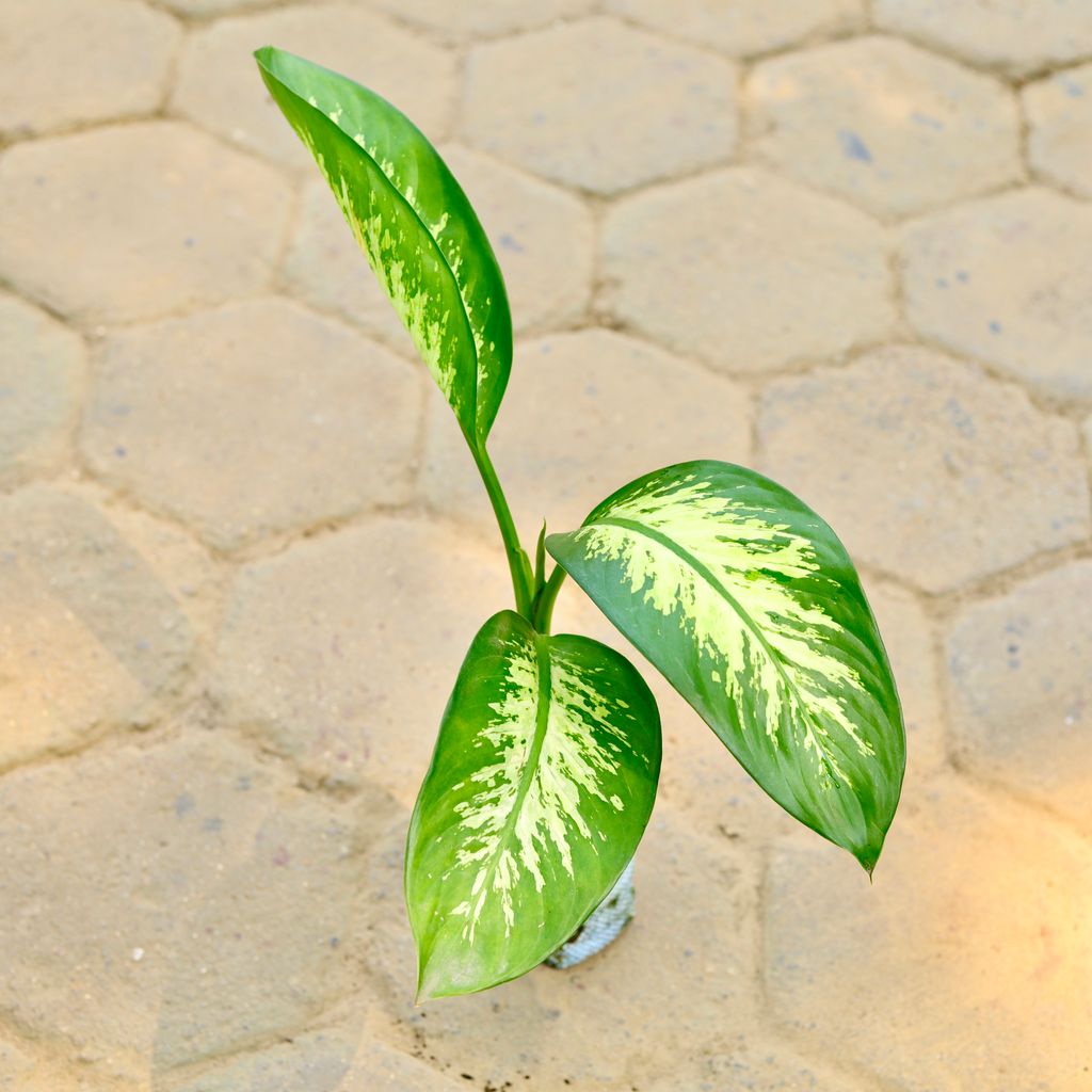 Dieffenbachia Seguine in 5 Inch Nursery Bag