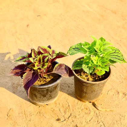 Buy Set of 2 - Coleus Red & Green (any design) in 6 Inch Nursery Pot Online | Urvann.com