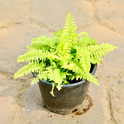 Buy Fern Golden in 6 Inch Nursery Pot Online | Urvann.com