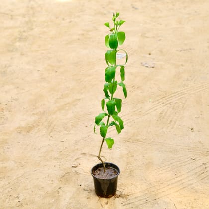 Buy Allamanda (~1.5 Ft) in 6 Inch Nursery Pot Online | Urvann.com