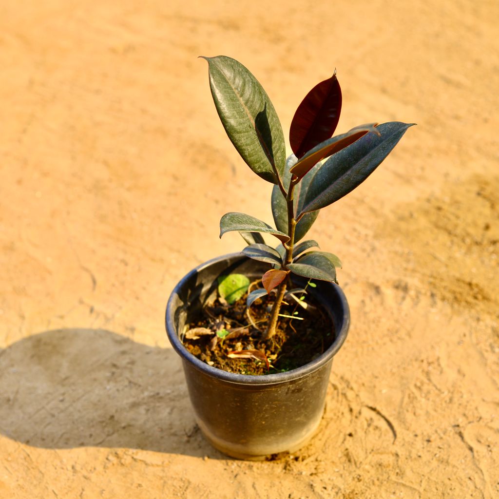 Rubber Black in 6 Inch Nursery Pot