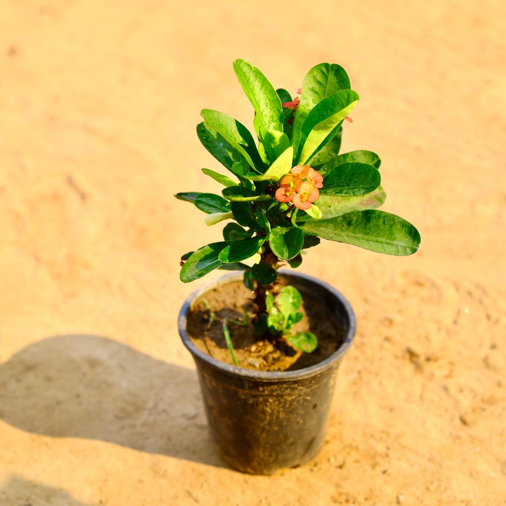 Euphorbia Mili (colour) in 6 Inch Nursery Pot