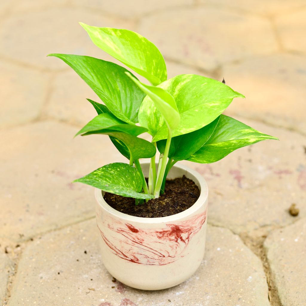 Money Plant Green in 4 Inch Classy Beige Marble Designer Cylindrical Ceramic Pot