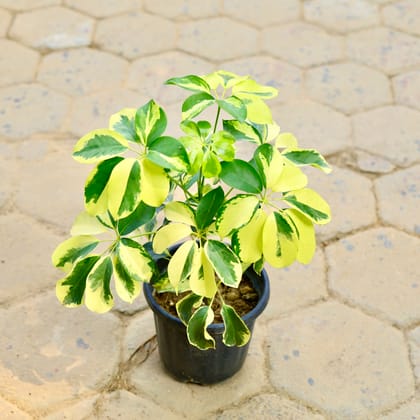 Buy Schefflera Variegated in 8 Inch Nursery Pot Online | Urvann.com