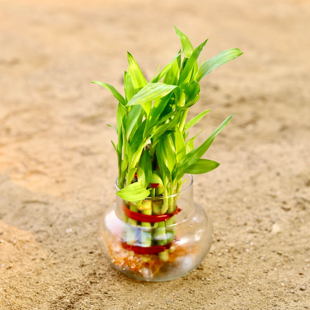 Lucky Bamboo in 4 Inch Glass Pot