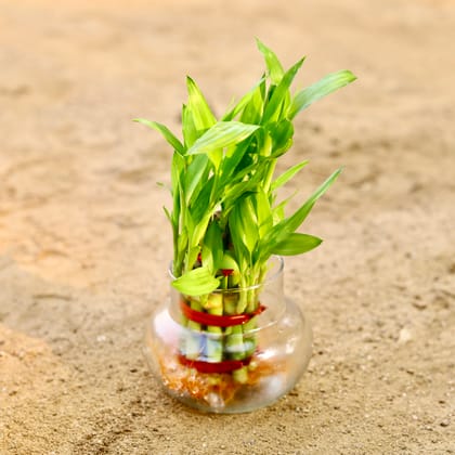 Buy Lucky Bamboo in 4 Inch Glass Pot Online | Urvann.com