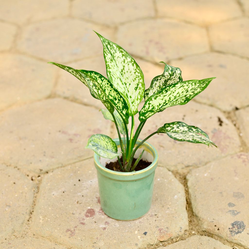 Aglaonema Snow White in 4 Inch Turquoise Green Cylindrical Ceramic Pot - Best Exotic Air Purifying Plant