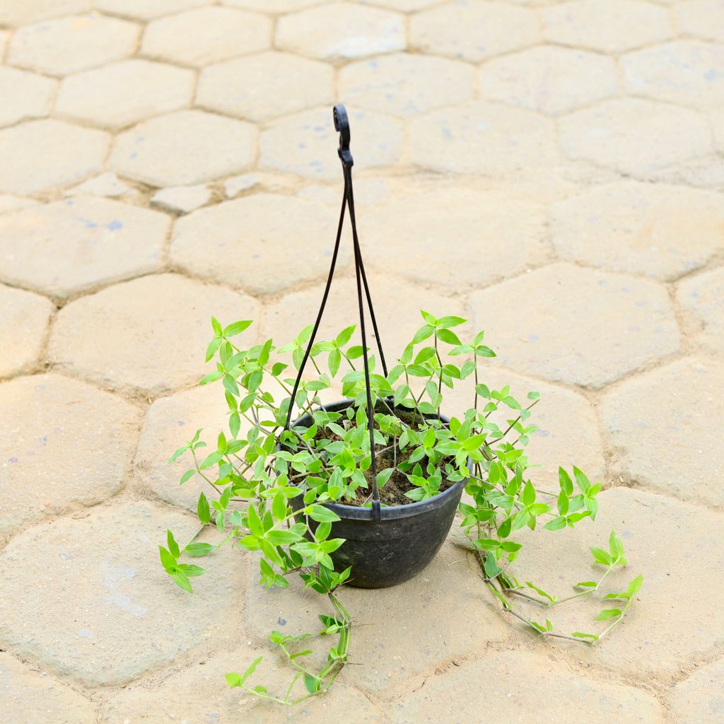 Creeping Inchplant in 8 Inch Black Hanging Basket