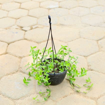 Buy Creeping Inchplant in 8 Inch Black Hanging Basket Online | Urvann.com