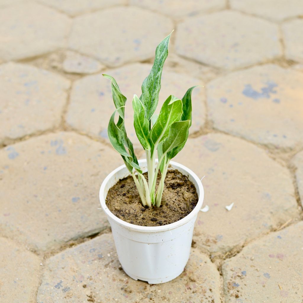 Aglaonema White Stem in 6 Inch White Nursery Pot