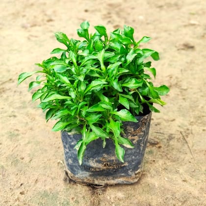 Alternanthera Green in 4 inch Nursery Bag