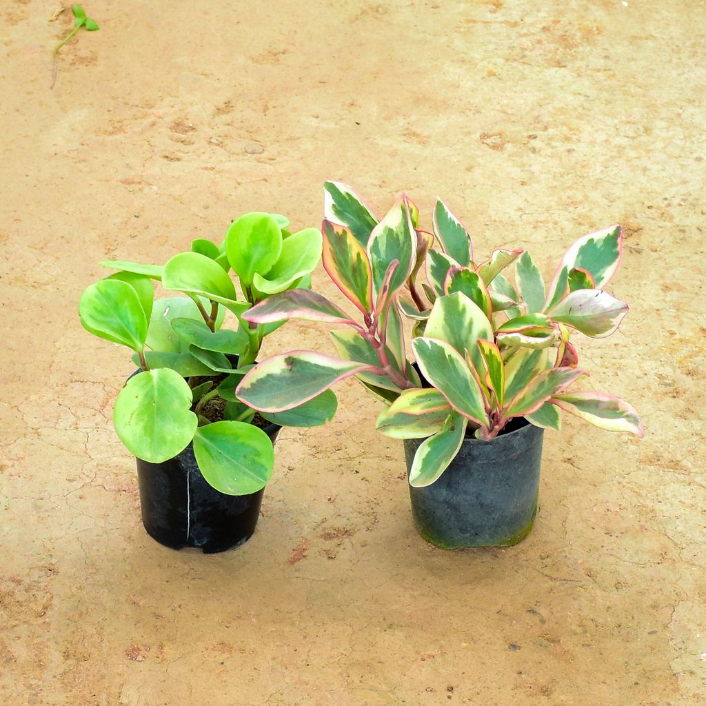 Set of 2 - Peperomia / Radiator Plant (White Pink & Green) in 4 Inch Nursery Pot