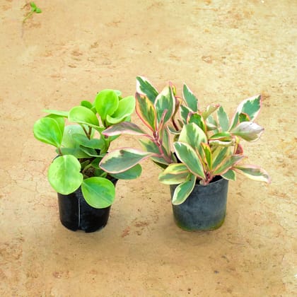 Buy Set of 2 - Peperomia / Radiator Plant (White Pink & Green) in 4 Inch Nursery Pot Online | Urvann.com