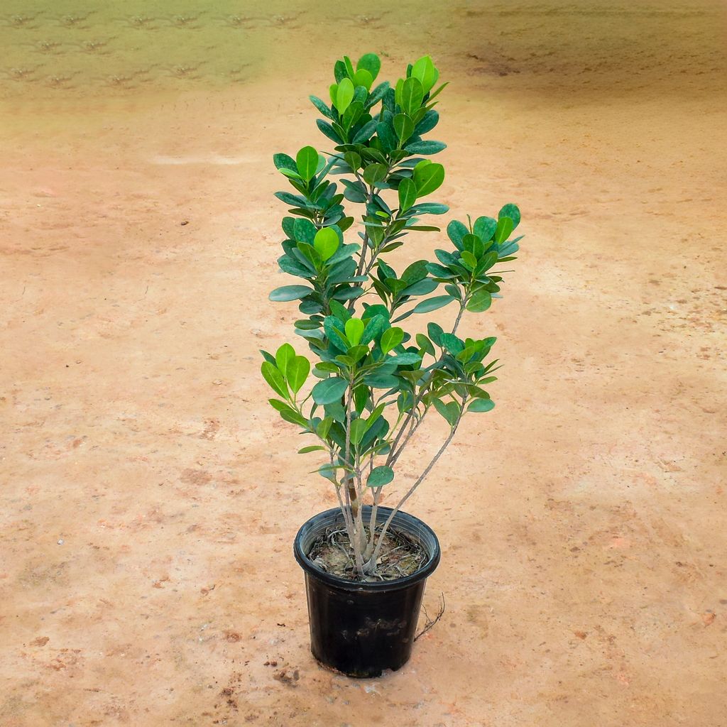 Lemon Ficus in 8 Inch Nursery Pot