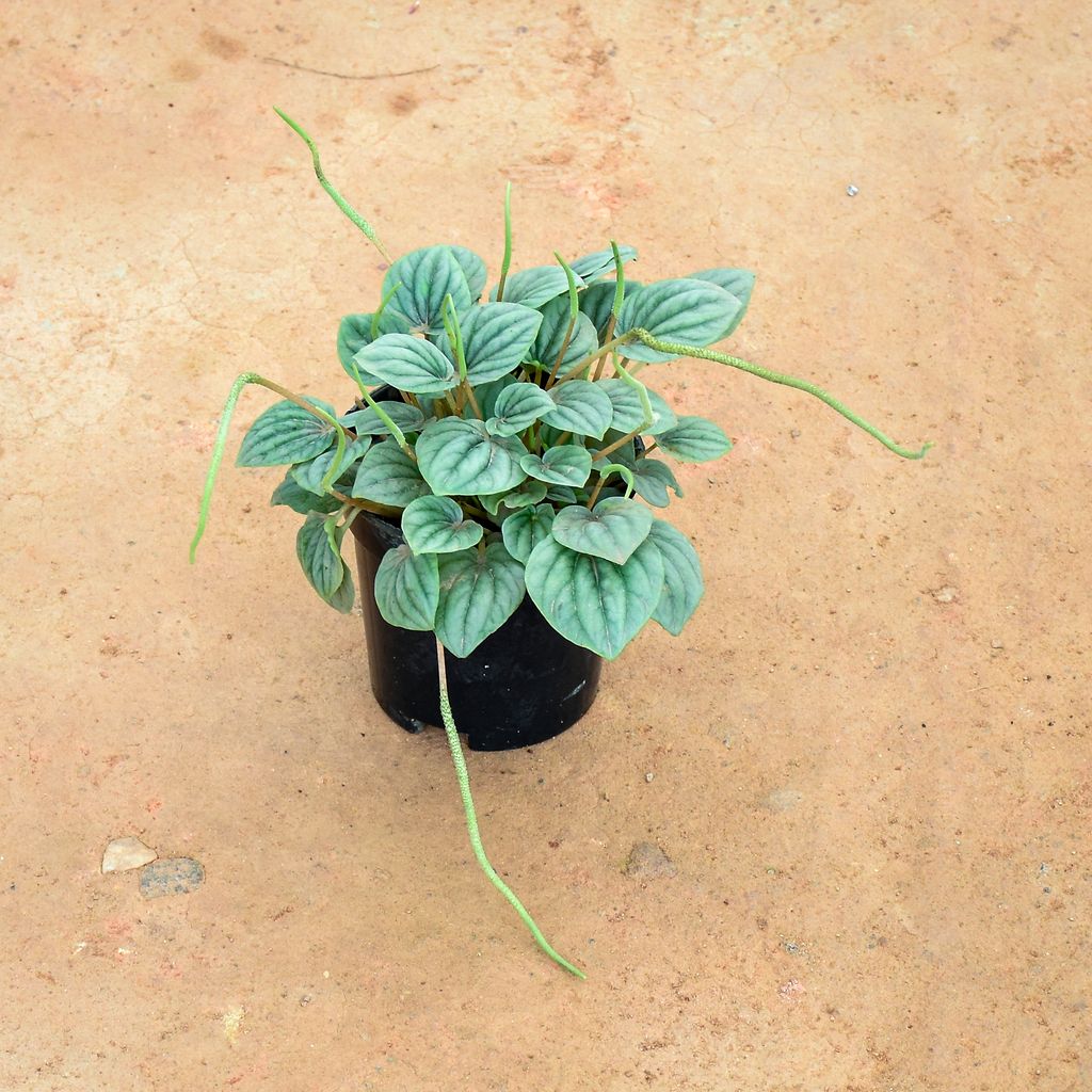 Peperomia / Radiator Plant Watermelon White in 4 Inch Nursery Pot