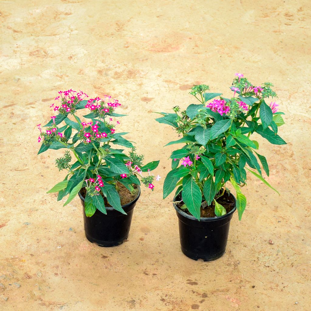 Set of 2 - Pentas Pink in 6 Inch Nursery Pot