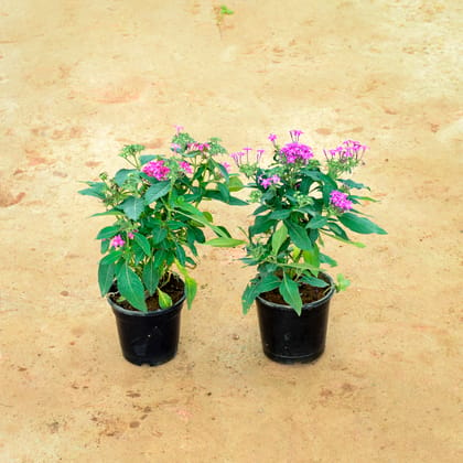 Buy Set of 2 Pentas (Pink & Purple) in 6 Inch Nursery Pot Online | Urvann.com