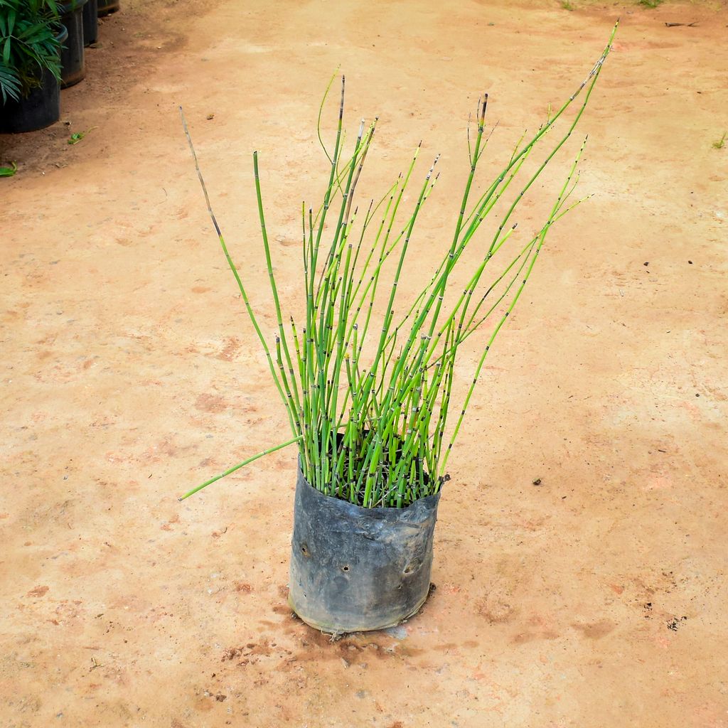 Water Bamboo in 10 Inch Nursery Bag