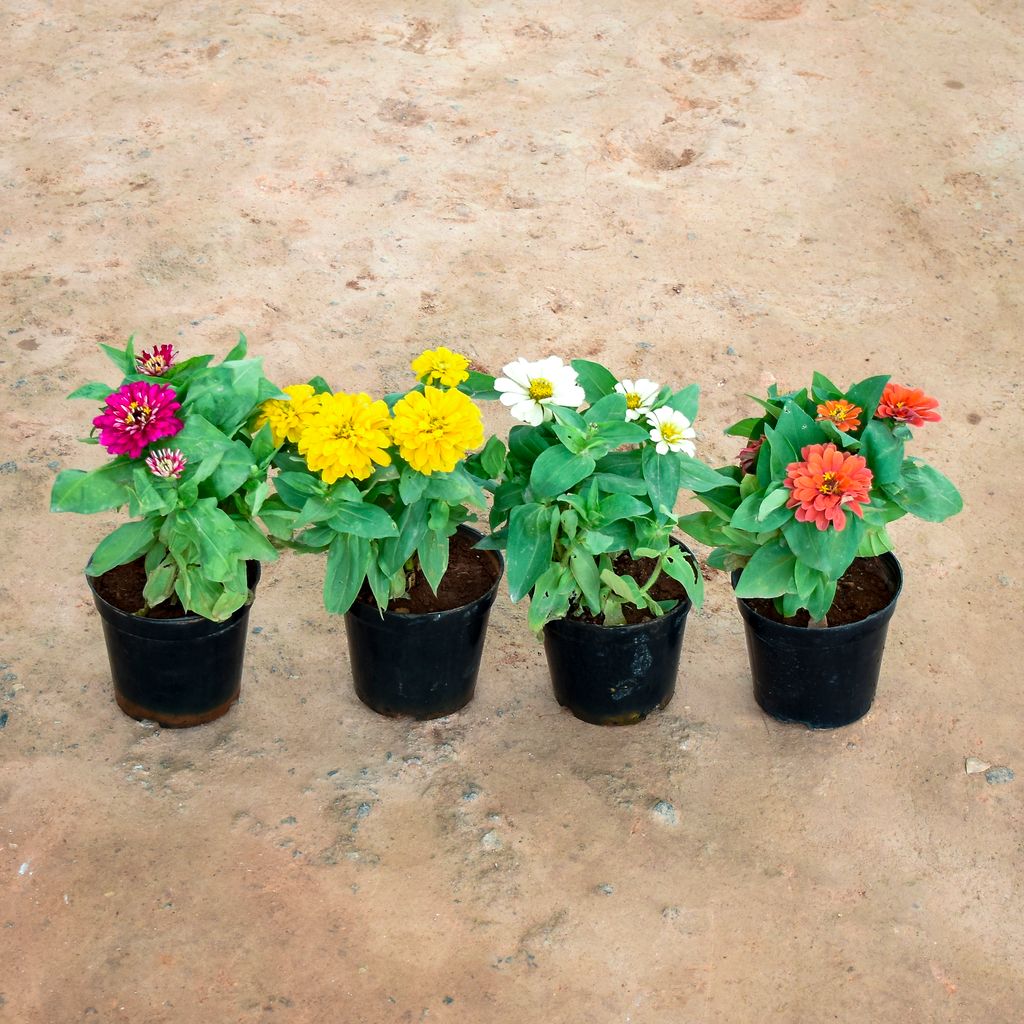 Set of 4 - Zinnia (Yellow, White, Orange & Pink) in 6 Inch Nursery Pot