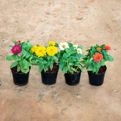 Buy Set of 4 - Zinnia (Yellow, White, Orange & Pink) in 6 Inch Nursery Pot Online | Urvann.com