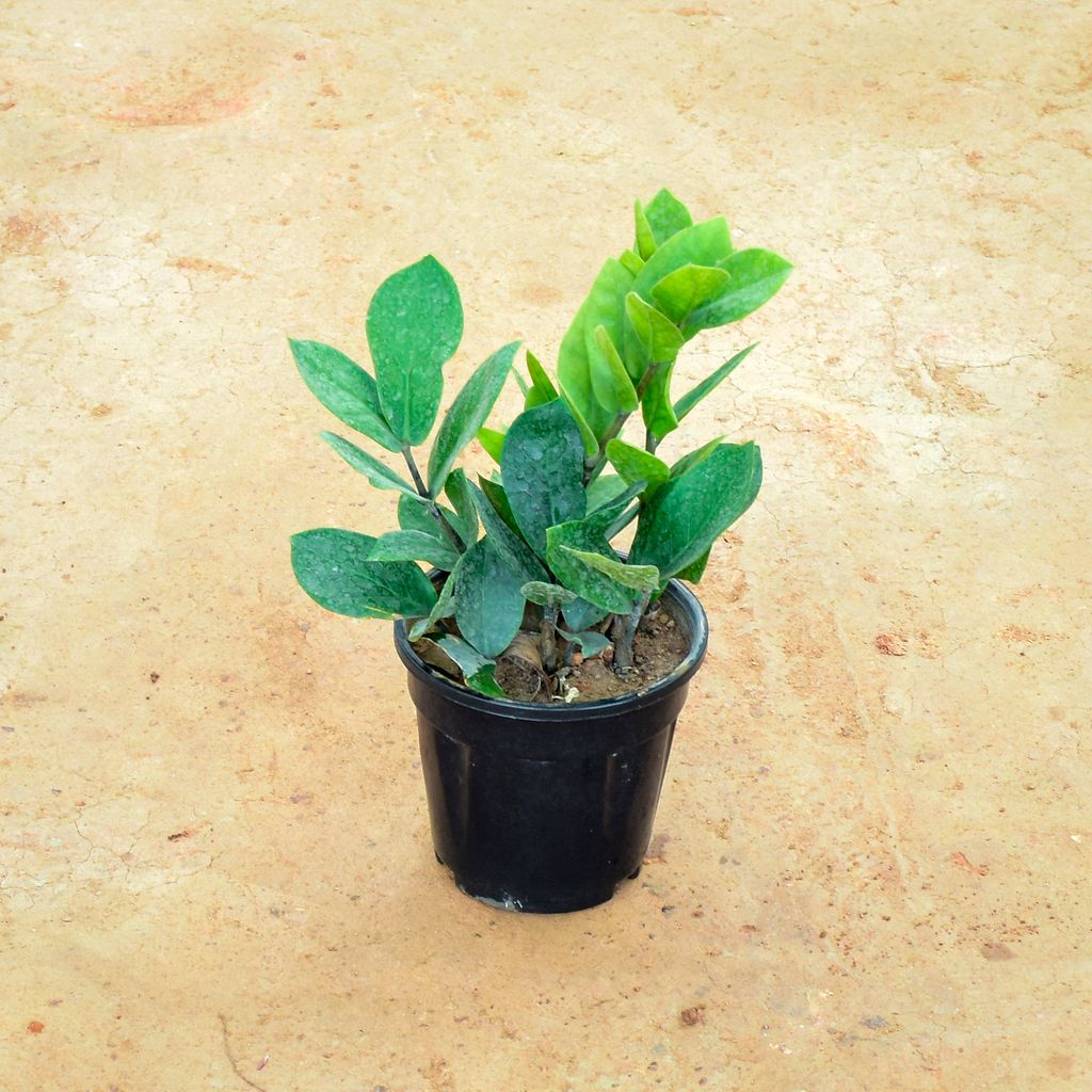 ZZ Green in 6 Inch Nursery Pot- Best Exotic Indoor Plant