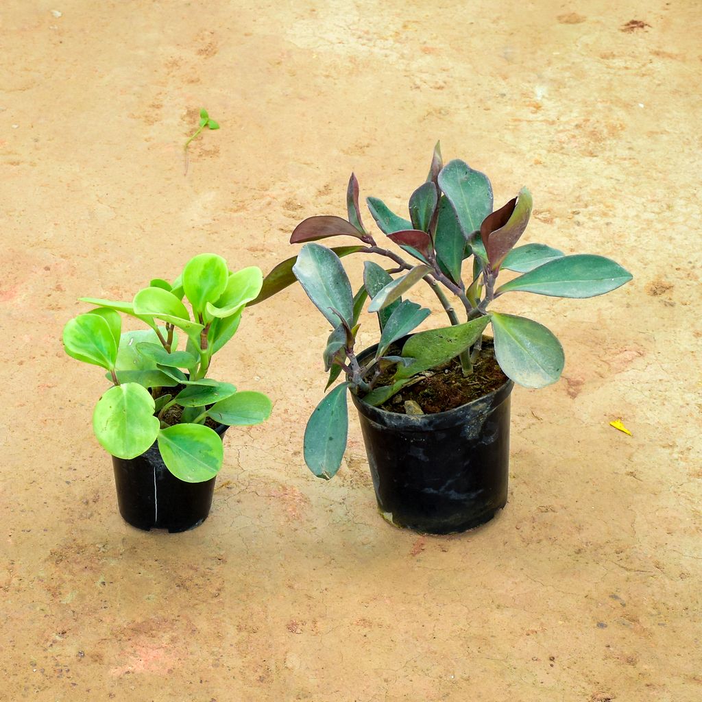 Set of 2 - Peperomia / Radiator Plant (Green & Black Variegated) in 6 Inch Nursery Pot