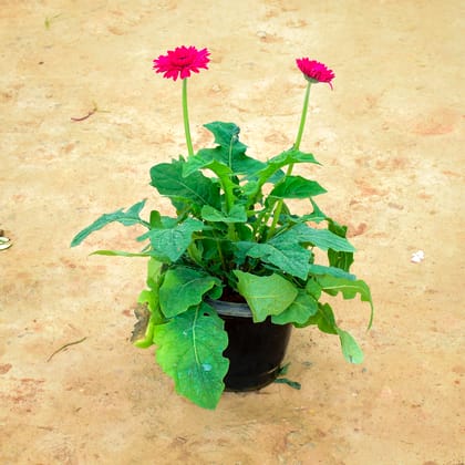 Buy Gerbera Pink in 10 Inch Nursery Pot Online | Urvann.com