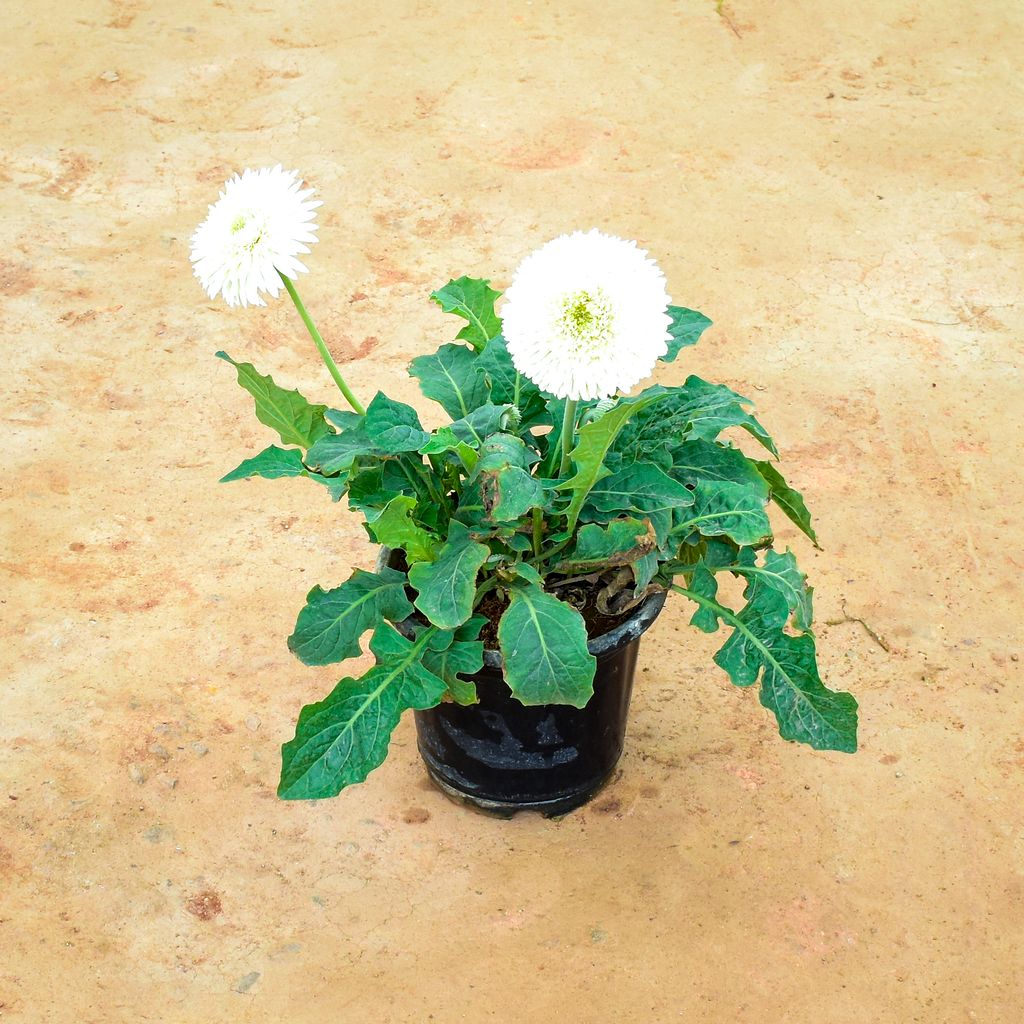 Gerbera White in 10 Inch Nursery Pot