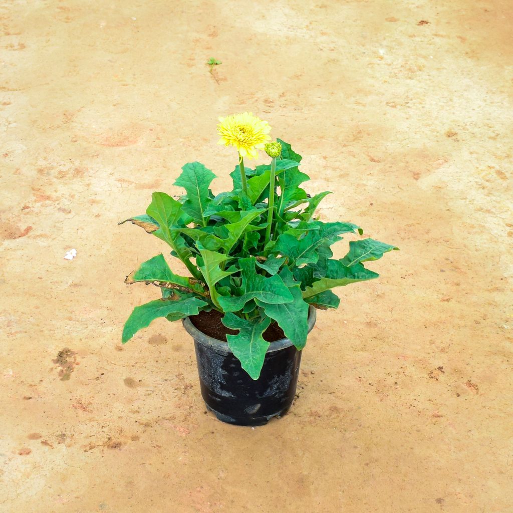 Gerbera Yellow in 10 Inch Nursery Pot