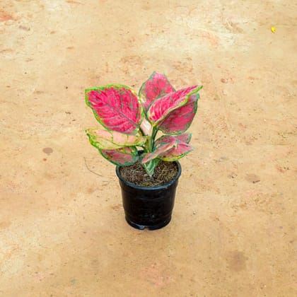 Buy Aglaonema Red Ruby in 4 Inch Nursery Pot Online | Urvann.com