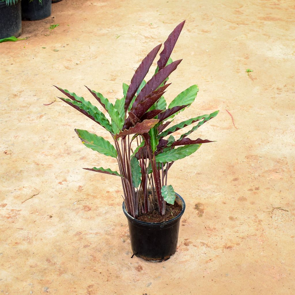 Calathea (Goeppertia insignis) in 10 Inch Nursery Pot