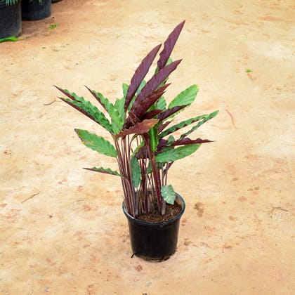 Buy Calathea (Goeppertia insignis) in 10 Inch Nursery Pot Online | Urvann.com