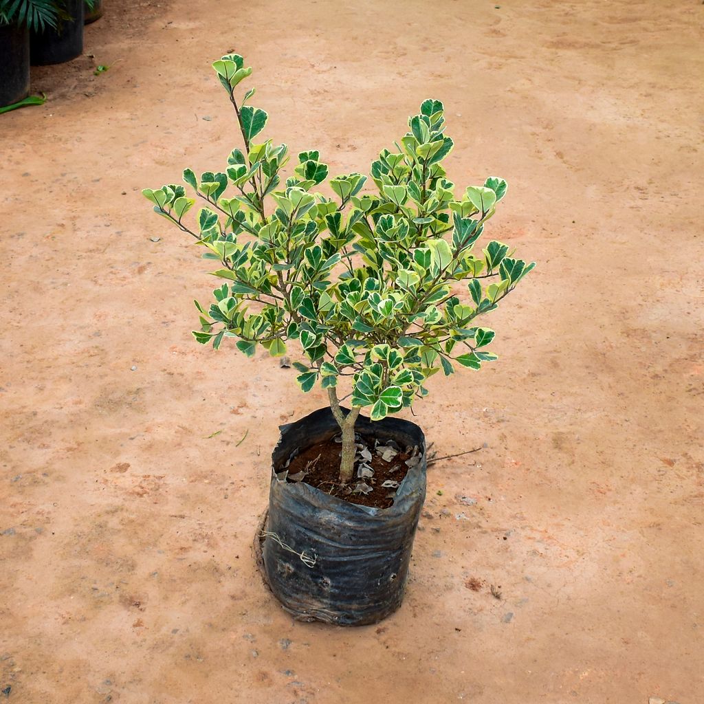 Boxwood / Buxus White in 10 Inch Nursery Bag