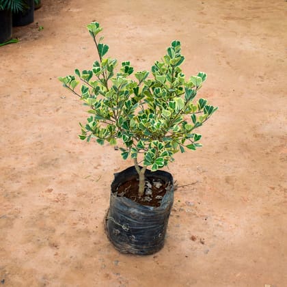 Buy Boxwood / Buxus White in 10 Inch  Nursery Bag Online | Urvann.com