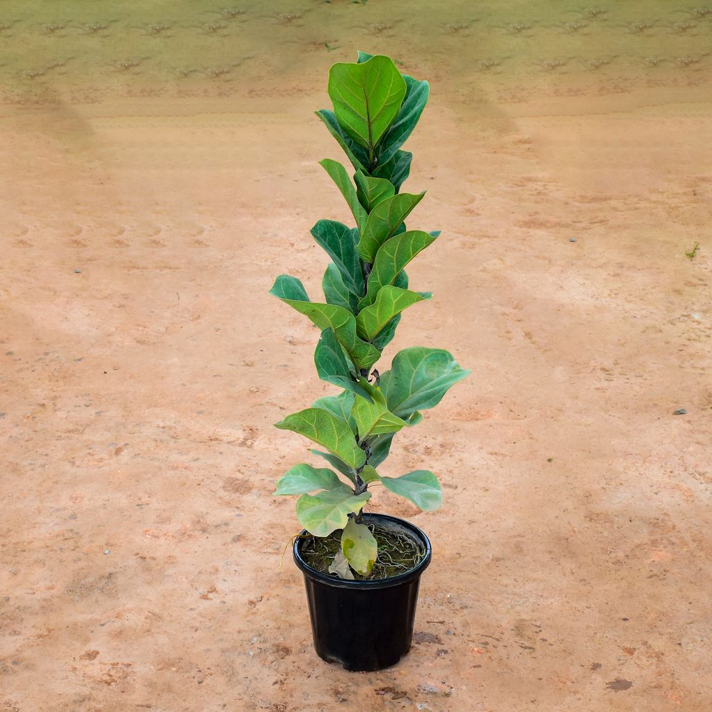 Fiddle Leaf Fig / Ficus Lyrata (~ 3Ft) in 8 Inch Nursery Pot