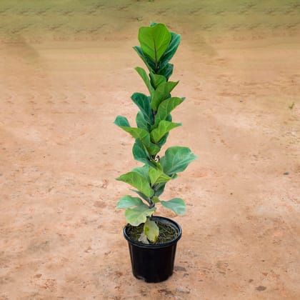 Buy Fiddle Leaf Fig / Ficus Lyrata (~ 3Ft) in 8 Inch Nursery Pot Online | Urvann.com