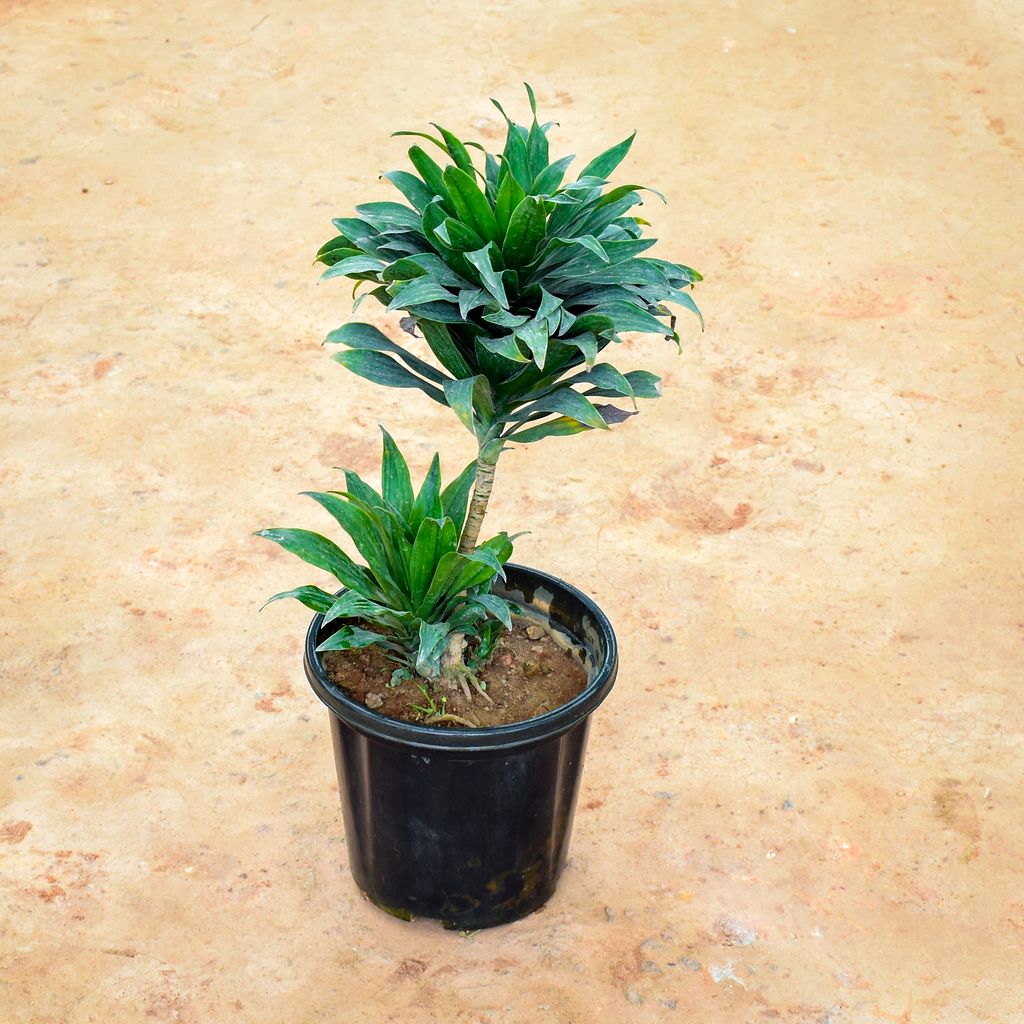 Dracaena Compacta in 10 Inch Nursery Pot