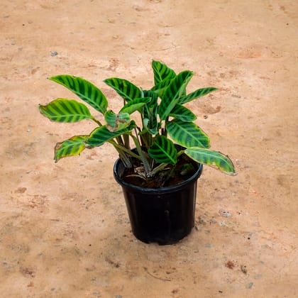 Buy Calathea Maranta / Zebrina in 10 Inch  Nursery Pot Online | Urvann.com