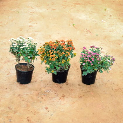 Buy Set of 3 - Chrysanthemum (Yellow, Pink & White) (Any Colour) in 6 Inch Nursery Pot Online | Urvann.com