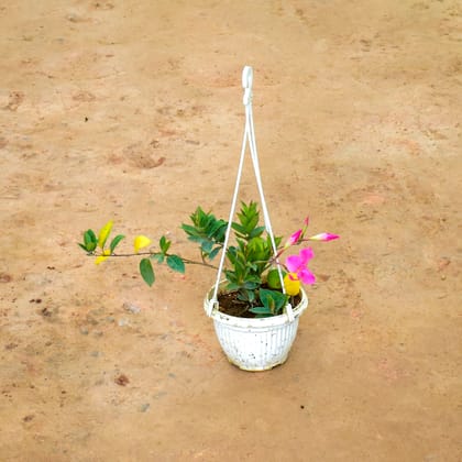 Buy Mandevilla Pink in 5 Inch White Hanging Basket Online | Urvann.com